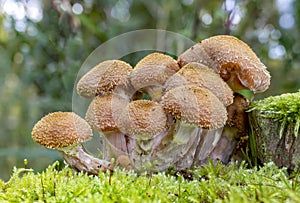 A very nice group of Armillaria Gallica Bulbous Honey Fungus, between moss, Zoetermeer, the netherlands photo