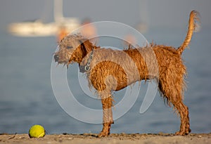 Very nice half-breed who plays on the beach bathing willingly to retrieve his ball, from wet he looks very thin.