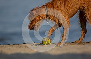 Very nice half-breed who plays on the beach bathing willingly to retrieve his ball, from wet he looks very thin.