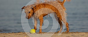 Very nice half-breed who plays on the beach bathing willingly to retrieve his ball, from wet he looks very thin.