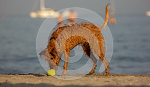 Very nice half-breed who plays on the beach bathing willingly to retrieve his ball, from wet he looks very thin.