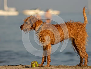 Very nice half-breed who plays on the beach bathing willingly to retrieve his ball, from wet he looks very thin.