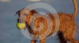 Very nice half-breed who plays on the beach bathing willingly to retrieve his ball, from wet he looks very thin.