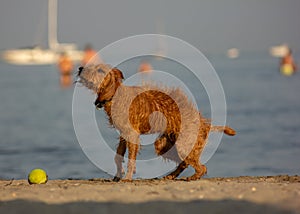 Very nice half-breed who plays on the beach bathing willingly to retrieve his ball, from wet he looks very thin.