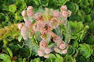 very nice houseleek flower