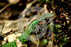 Hiding Green Lizard