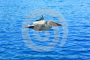 A very nice moment in nature. The pelican in flight over pure blue water. Very nice blue water in the background