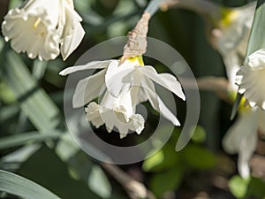 very nice narcissus in a city garden