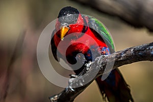 Black-capped lory