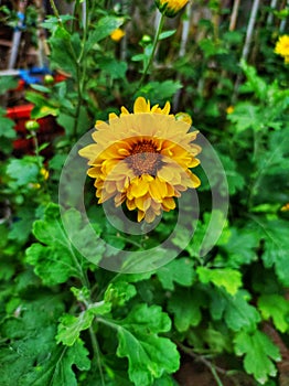 very nice sunflower with bright color photo