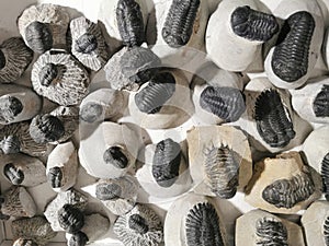 very nice trilobite collection