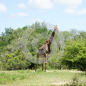 Very nice very happy giraffe pretend to walk