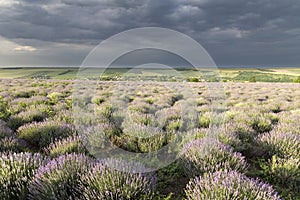 Very nice view of the lavender fields