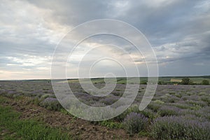 Very nice view of the lavender fields