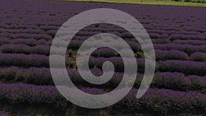 Very nice view of the lavender fields. An amazing combination of a dark dramatic sky and a bright bright lavender field