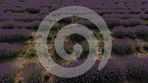 Very nice view of the lavender fields. An amazing combination of a dark dramatic sky and a bright bright lavender field