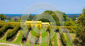 Vineyards of a winery in Niagara valley photo