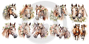 Very nice watercolour painting of two horses. Set of illustrations isolated on white background.