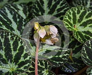 Very nice white flowers of a begonia pustulata against its distinctive textured leaves