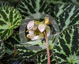 Very nice white flowers of a begonia pustulata against its distinctive textured leaves