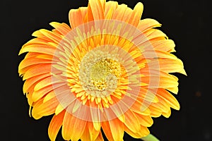 very nice yellow colorful gerbera on a black background