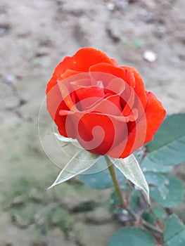 Very nise pink colourful rose image photo
