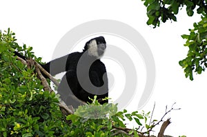 Very noisy Gibbon monkey on tree top