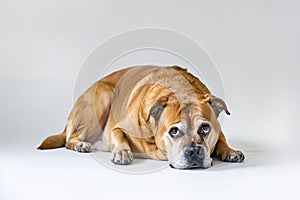 Very obese fat dog lying down in front of white background