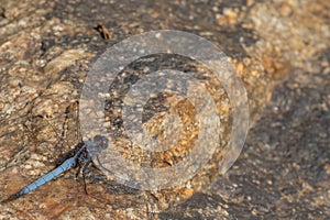 Very old adult male chalky percher or ground skimmer