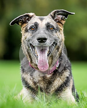 Very old Alsatian portrait looking at the camera with mouth open and tongue hanging out