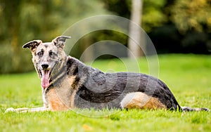 Very old Alsatian smiling lying in the grass from the side mouth open tongue hanging out