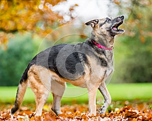 Very old Alsatian smiling standing in fall autumn leaves barking
