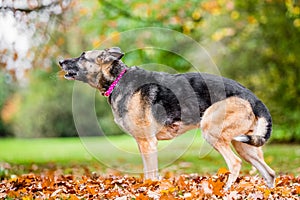 Very old Alsatian smiling standing in fall autumn leaves barking with saliva trails from mouth