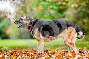 Very old Alsatian smiling standing in fall autumn leaves ready to bark