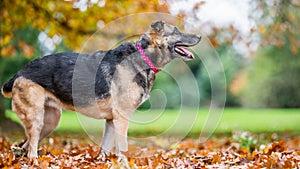 Very old Alsatian smiling standing in fall autumn leaves ready to bark with mouth open