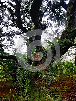 Very old ancient oak tree native to the UK