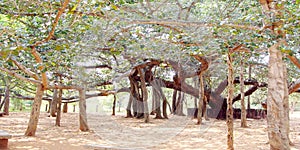 Very old Banian tree has spread over large areas with its no of trunks photo