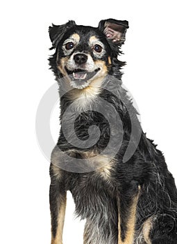 Very old Bastard dog graying, isolated on white