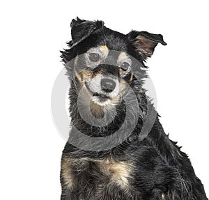 Very old Bastard dog graying, isolated on white