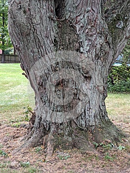 Very old big tree bark resembles face