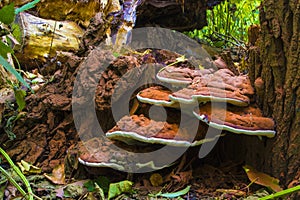 Very old brown mushrooms centenarians on a dried stump