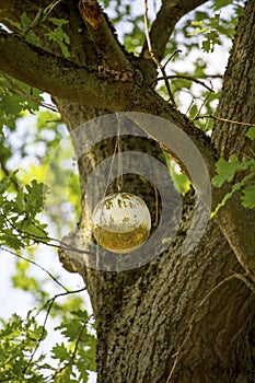 very old christmas tree ball in a tree on a country road