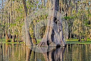 Very Old Cypress Tree in Lake Martin Louisiana Swamp