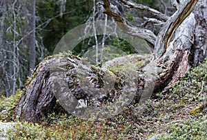 Very old fallen pine tree in the forest
