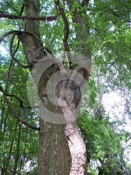 A very old gravpevine and an equally old Sugarberry tree. photo
