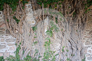 Very old ivy tree