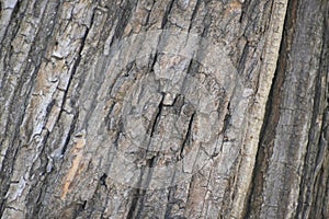 A very old large tree trunk close up