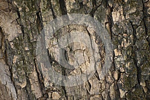 A very old large tree trunk close up