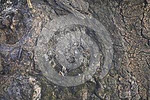 A very old large tree trunk close up