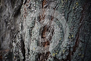 A very old large tree trunk close up